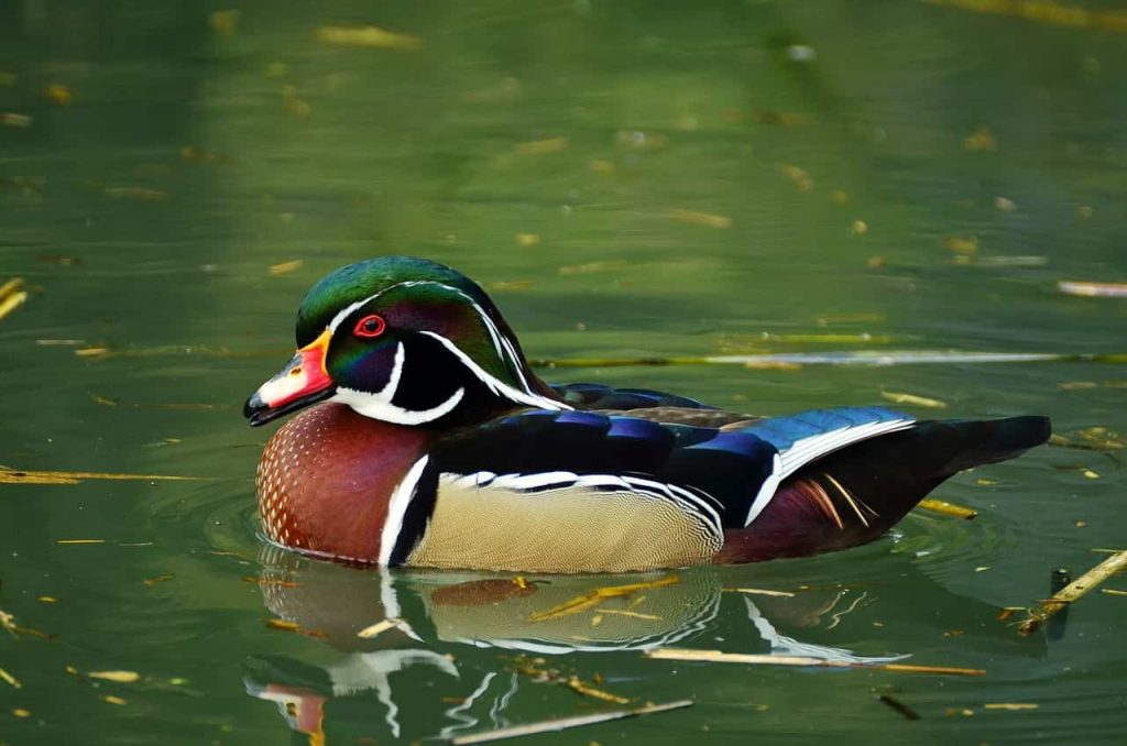 Duck Pond