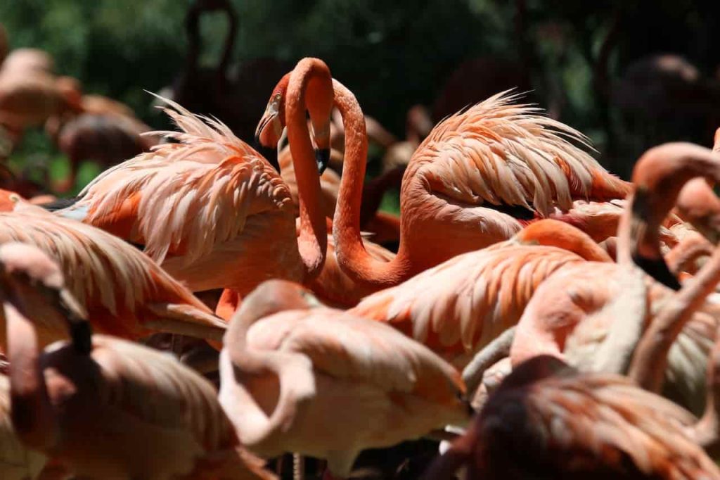 Flamingo