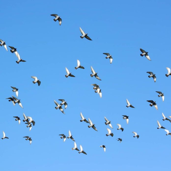 Flying Pigeons