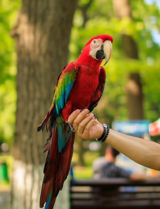 Macaw on Arm