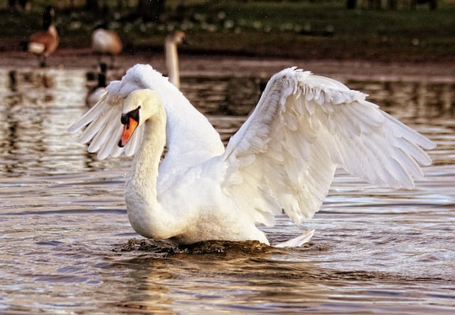 Swan at Lagoon